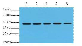 β-actin Monoclonal Antibody