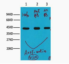β-actin Monoclonal Antibody
