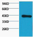 β-actin Monoclonal Antibody