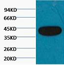 β-actin Monoclonal Antibody