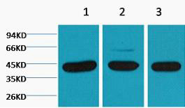 β-actin Monoclonal Antibody