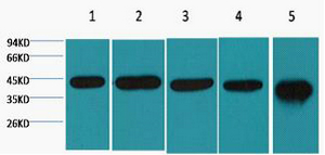 β-actin Monoclonal Antibody