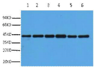 β-actin Polyclonal Antibody