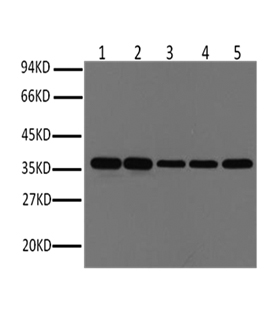 GAPDH Monoclonal Antibody