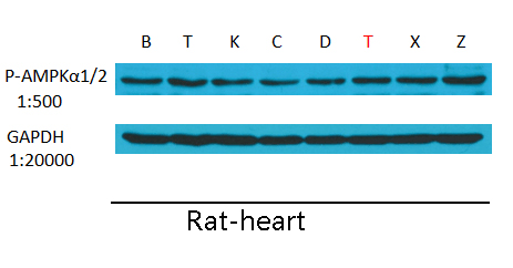 GAPDH Monoclonal Antibody