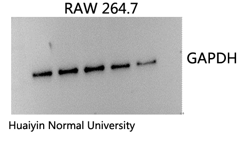 GAPDH Monoclonal Antibody