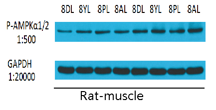 GAPDH Monoclonal Antibody