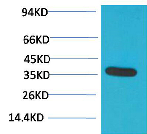 GAPDH Polyclonal Antibody