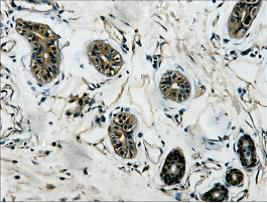 β-Tubulin Monoclonal Antibody
