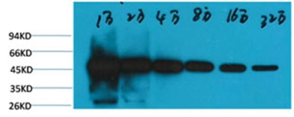 β-tubulin(HRP Conjugated) Monoclonal antibody
