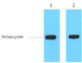 His-tag Polyclonal Antibody
