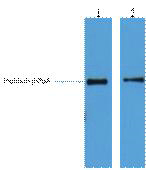 His-Tag Monoclonal Antibody