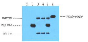 His-Tag Monoclonal Antibody