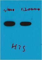 His-Tag Monoclonal Antibody