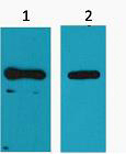 His-Tag Monoclonal Antibody
