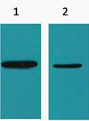 His-Tag Monoclonal Antibody