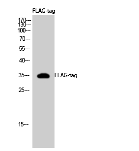FLAG-tag Polyclonal Antibody