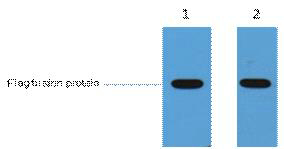 FLAG-tag Polyclonal Antibody
