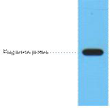 Flag-Tag Monoclonal Antibody