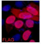 Flag-Tag Monoclonal Antibody