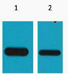 Flag-Tag Monoclonal Antibody