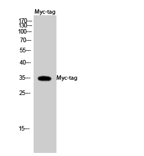 Myc-tag Polyclonal Antibody