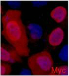 Myc-Tag Monoclonal Antibody