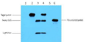 Myc-Tag Monoclonal Antibody
