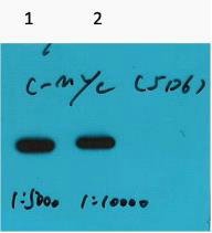 Myc-Tag Monoclonal Antibody