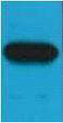 Myc-Tag Monoclonal Antibody