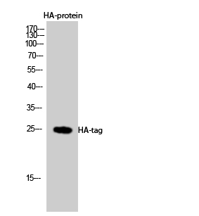 HA-tag Polyclonal Antibody