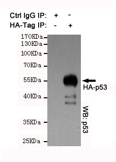 HA-tag Polyclonal Antibody