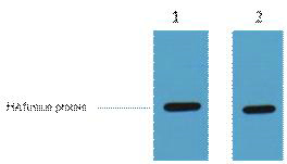 HA-Tag Polyclonal Antibody