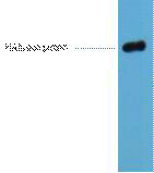 HA-Tag Monoclonal Antibody