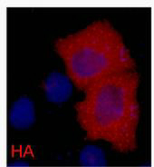 HA-Tag Monoclonal Antibody
