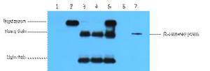 HA-Tag Monoclonal Antibody