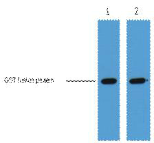 GST-Tag Monoclonal Antibody