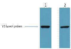 V5-Tag Monoclonal Antibody