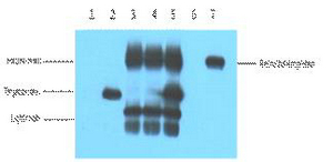 V5-Tag Monoclonal Antibody