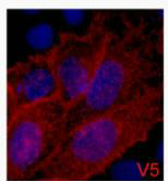 V5-Tag Monoclonal Antibody