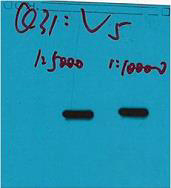 V5-Tag Monoclonal Antibody
