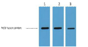 MBP-Tag Monoclonal Antibody