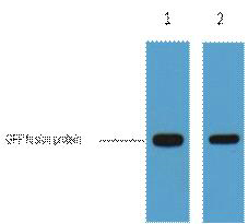 GFP-Tag Monoclonal Antibody