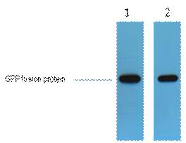 GFP-Tag Polyclonal Antibody