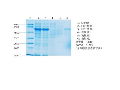 Cytochrome C protein